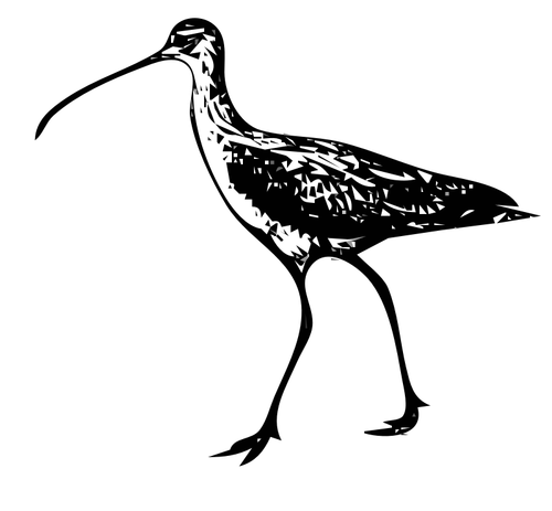 Imagen vectorial de Curlew